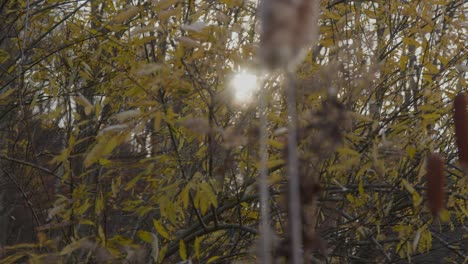 4K-Sunlight-coming-through-the-tree's