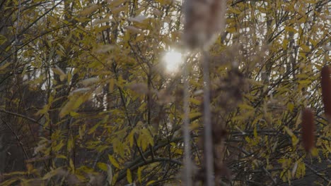 luz solar de 4k que entra por el árbol.