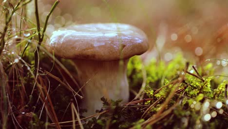 un boleto de hongo en un bosque soleado bajo la lluvia.