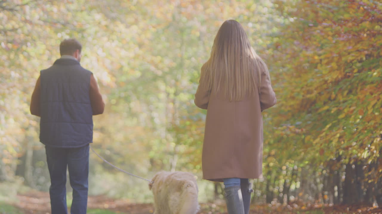 ⁇ 은 애완동물 골든 리트리버 개를 데리고 가을 시골에서 손을 잡고 산책합니다.