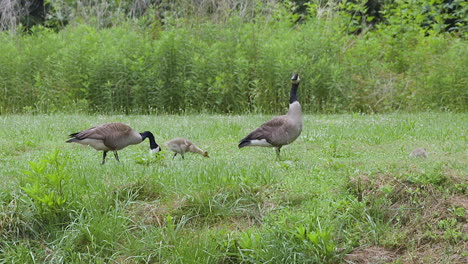 Familia-De-Gansos-De-Canadá,-Con-Gansos-Bebés,-Forrajeando-En-La-Hierba-En-Una-Tarde-Calurosa-Y-Humeante