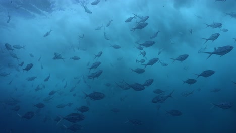 Many-macerel-fish-swimming-under-the-ocean-surface-with-big-waves-above