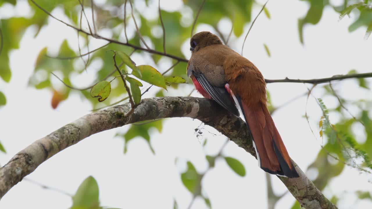 visto en una rama doblada mirando hacia la izquierda y hacia el bosque mientras gira la cabeza, trogon harpactes erythrocephalus de cabeza roja, hembra, tailandia