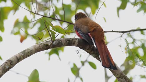 Seen-on-a-bent-branch-looking-towards-the-left-and-towards-the-forest-as-it-turns-its-head,-Red-headed-Trogon-Harpactes-erythrocephalus,-Female,-Thailand