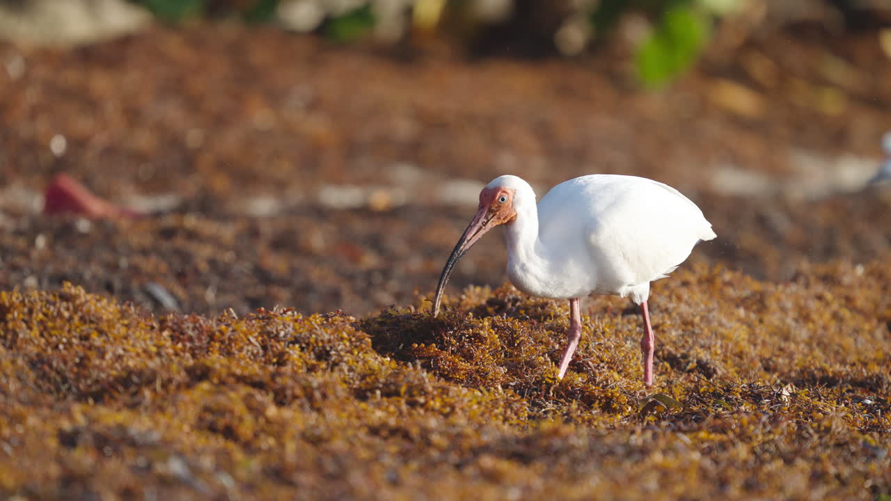 White Ibis Feeding in Beach Seaweed 3