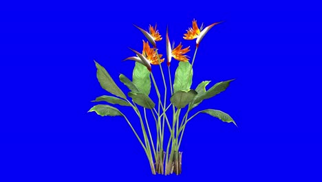 3D-Paradiesvogelblume-Mit-Windeffekt-Auf-Blauem-Bildschirm,-3D-Animation