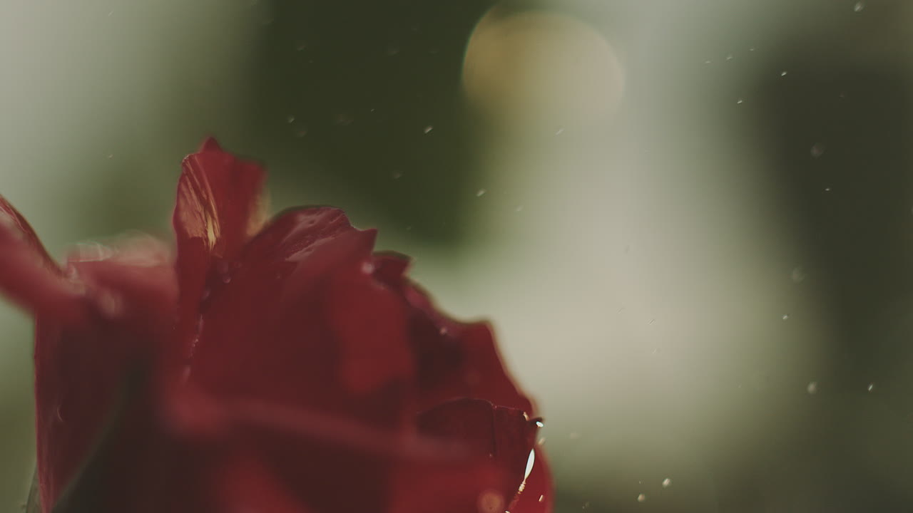 물방울 을 가진 은 장미 의 클로즈업