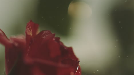 close-up of a red rose with water droplets