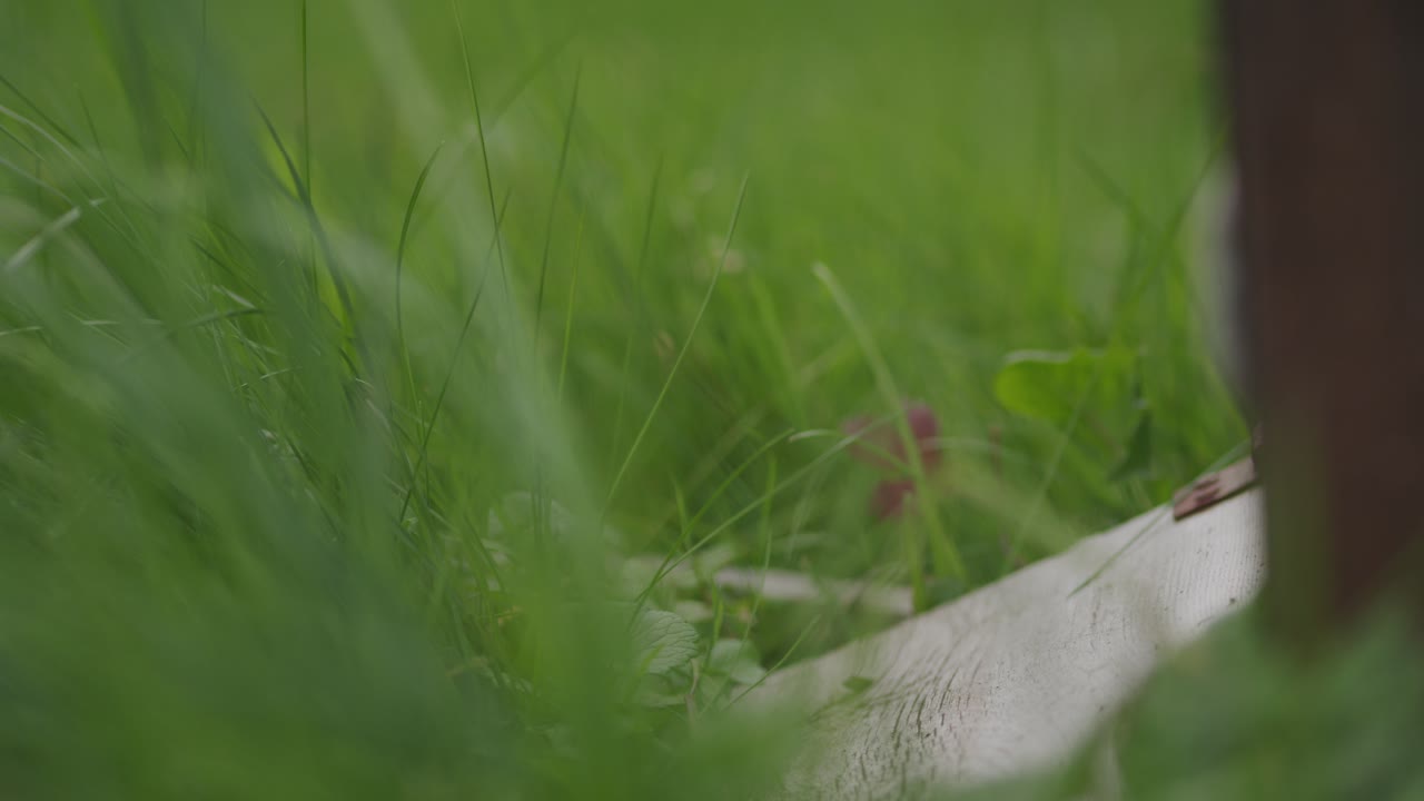 벌집 안팎으로 날아다니는 꿀벌