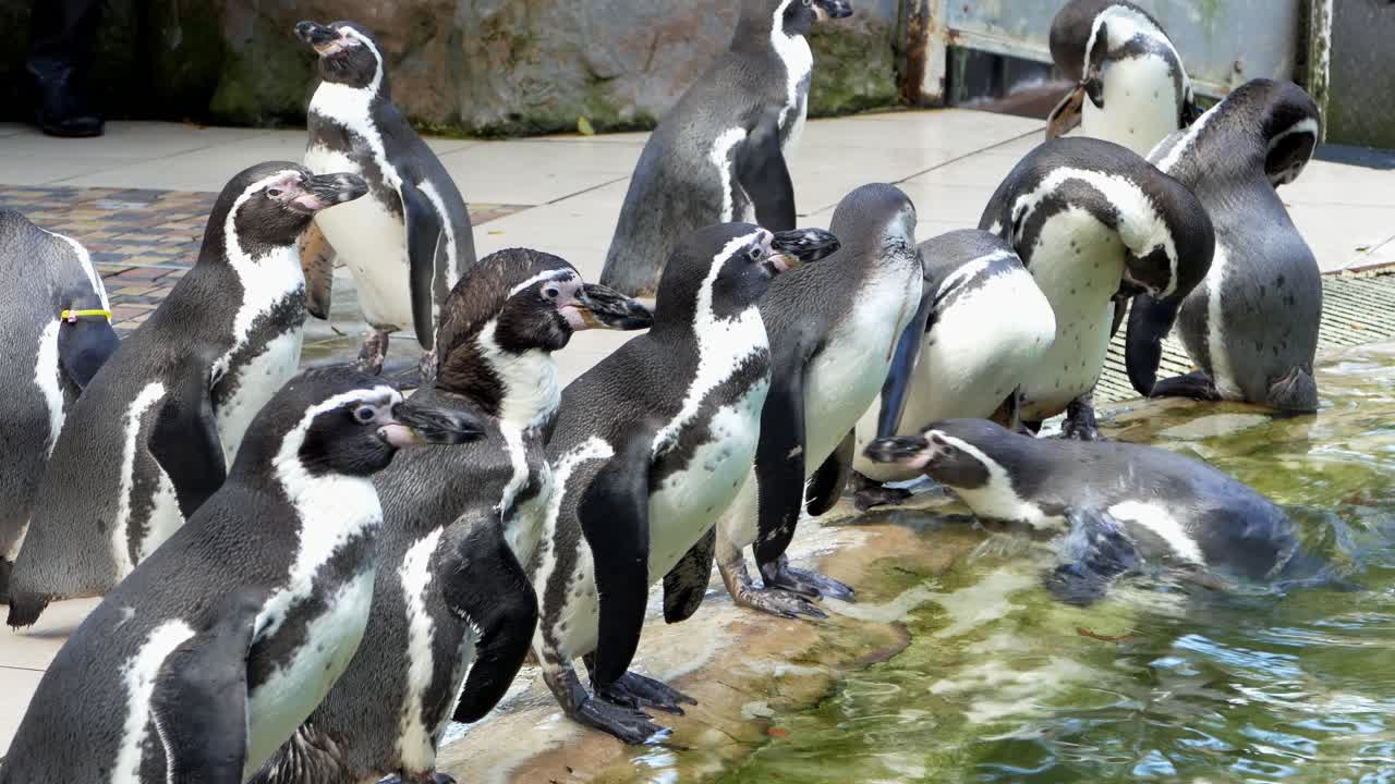 A lively assembly of penguins at coast showcasing their social behavior in a vibrant environment