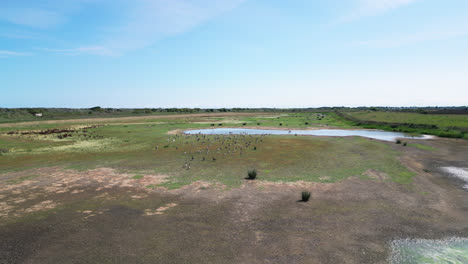 El-Vídeo-Desde-Arriba-Ofrece-Una-Vista-Impresionante-De-Las-Marismas-De-Agua-Salada-A-Lo-Largo-De-La-Costa-De-Lincolnshire,-Mostrando-Aves-Marinas-Volando-Y-Posándose-En-Las-Lagunas-Y-Lagos-Interiores.