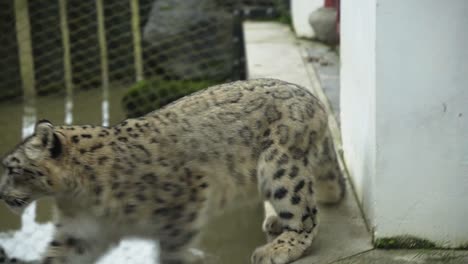 leopardo de nieve saltando a través del estanque en el parque animal de cerca