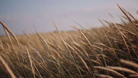 Nahaufnahme-Von-Langem-Gras,-Das-Bei-Sonnenuntergang-Im-Wind-Weht-1