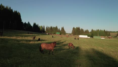 Imágenes-Aéreas-De-Drones-De-Caballos-Pastando-En-Un-Prado-En-El-Pueblo-Sihla,-Eslovaquia