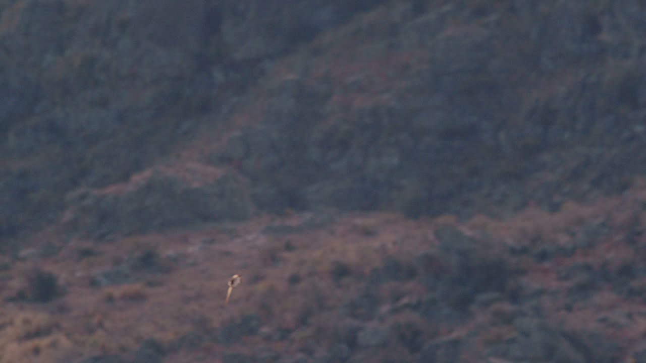 быстро скользит по пространству, охотясь за насекомыми, махая крыльями, освещенными в замедленном движении.