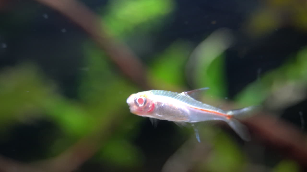 un pez albino nada en un acuario