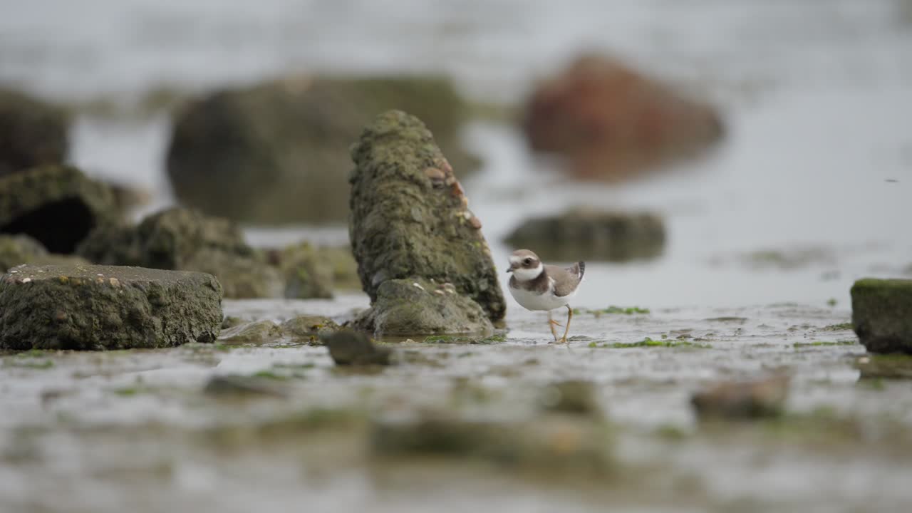 해변 에 있는 일반적 인 샌드파이퍼