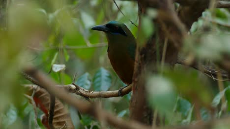 Mysterious-dark-bird-hiding-in-dense-broadleaf-forest