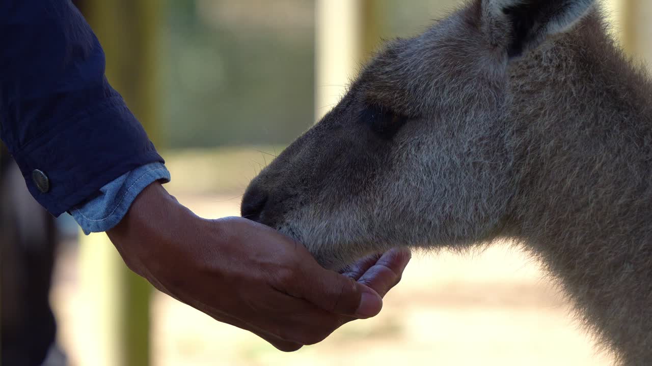 A man's hand feeds a kangaroo with roo food at the sanctuary, showcasing an encounter with Australia's native species and a wildlife animal experience, close up shot