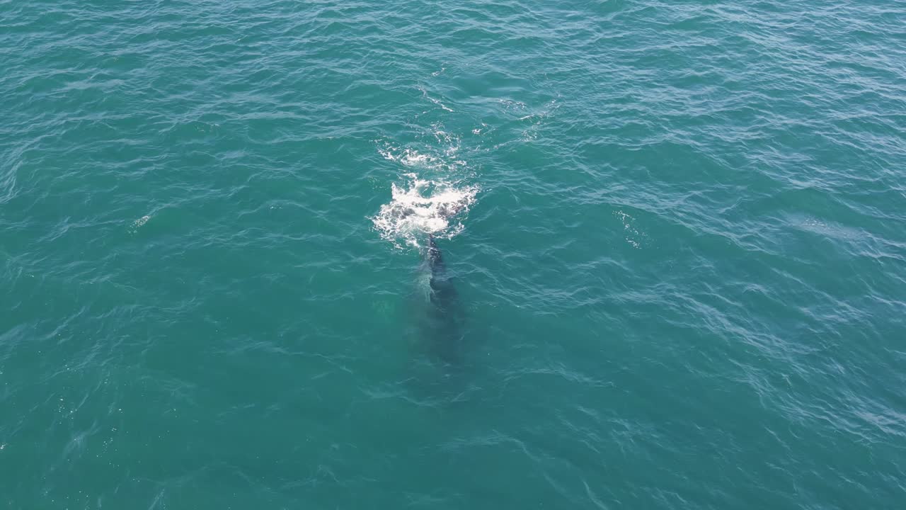 Aerial close up of a humpback whale approaching the camera in the blue pacific ocean on a sunny day