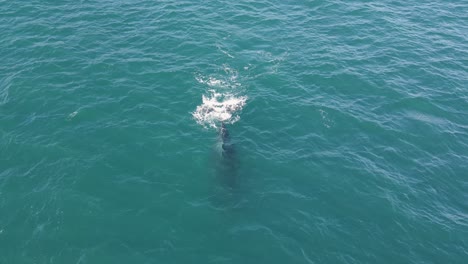 un primer plano aéreo de una ballena jorobada acercándose a la cámara en el océano pacífico azul en un día soleado