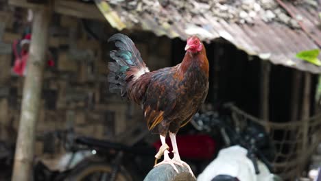 Darag,-Labuyo-Oder-Alimbuyog-Rasse,-Weibliche-Henne-Landhuhn-Mit-Seil-Gefesselt,-Hahnenkampf-Südostasien,-Lebensunterhalt-Hühnerzucht