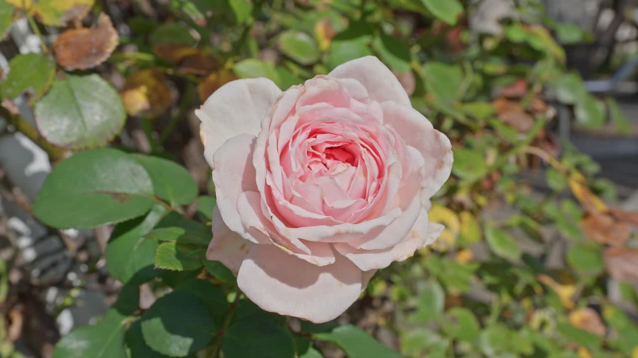明るい日差しに照らされた、満開の繊細なピンクのバラのクローズアップ。背景は緑と影になっている。