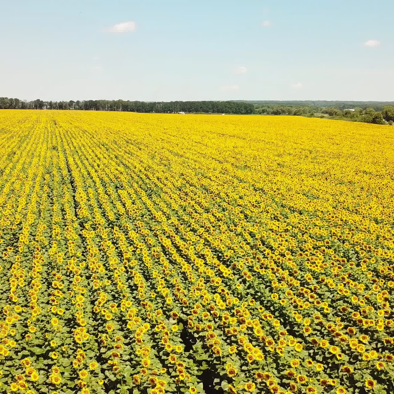 Flying Over the Fields of Blooming Sunflowers. Aerial View Of The Sunflower Field.