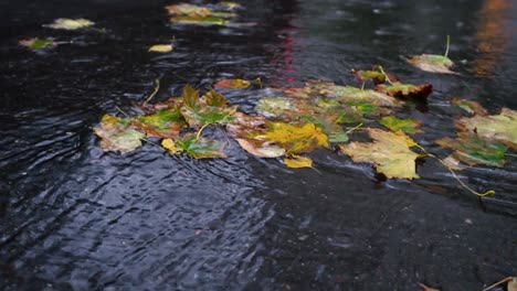 autumn rain in bad weather, rain drops on the surface of the puddle with fallen leaves.