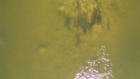 AERIAL:-Camera-Down-Shot-of-River-Water-Current-with-Water-Grass-Visible-in-the-River-Bed