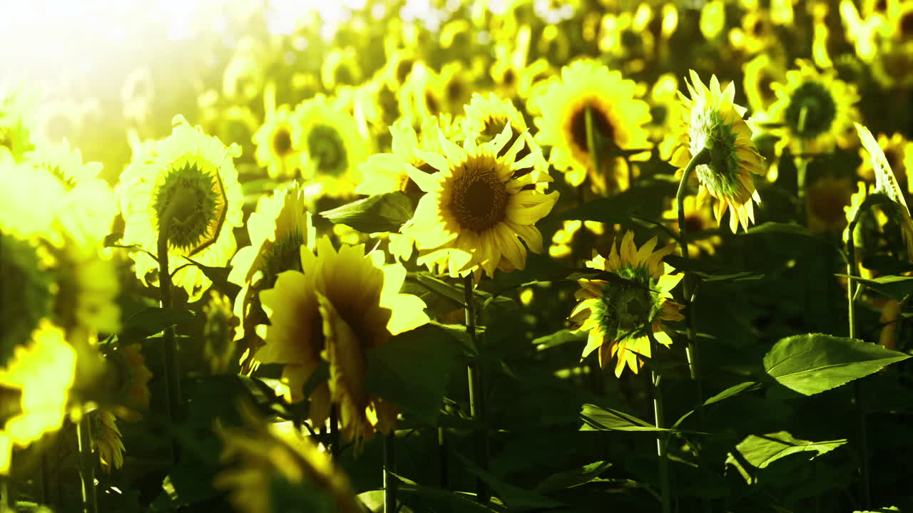 Sunflower field blooming under bright sunlight during summer season
