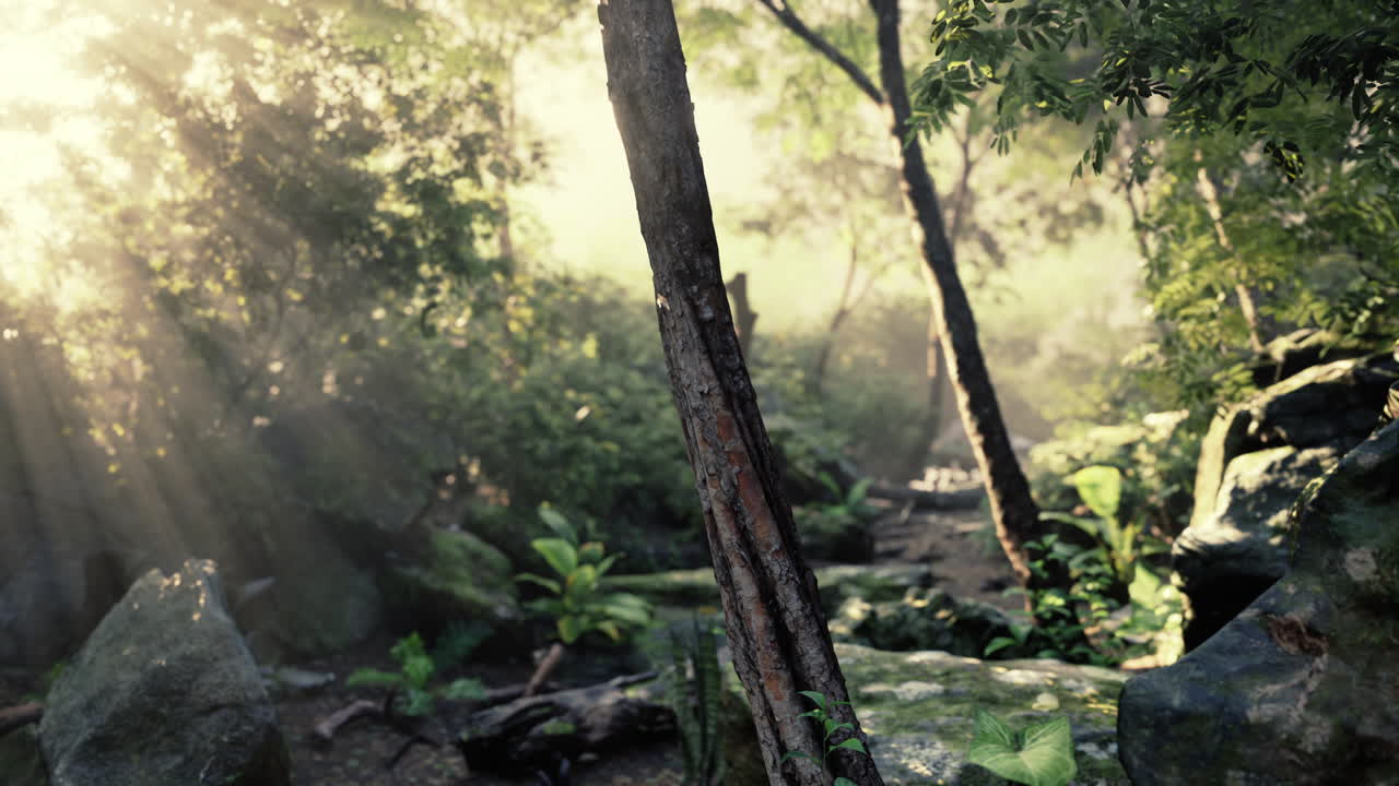 Sunlight illuminates trees and rocks in tropical forest