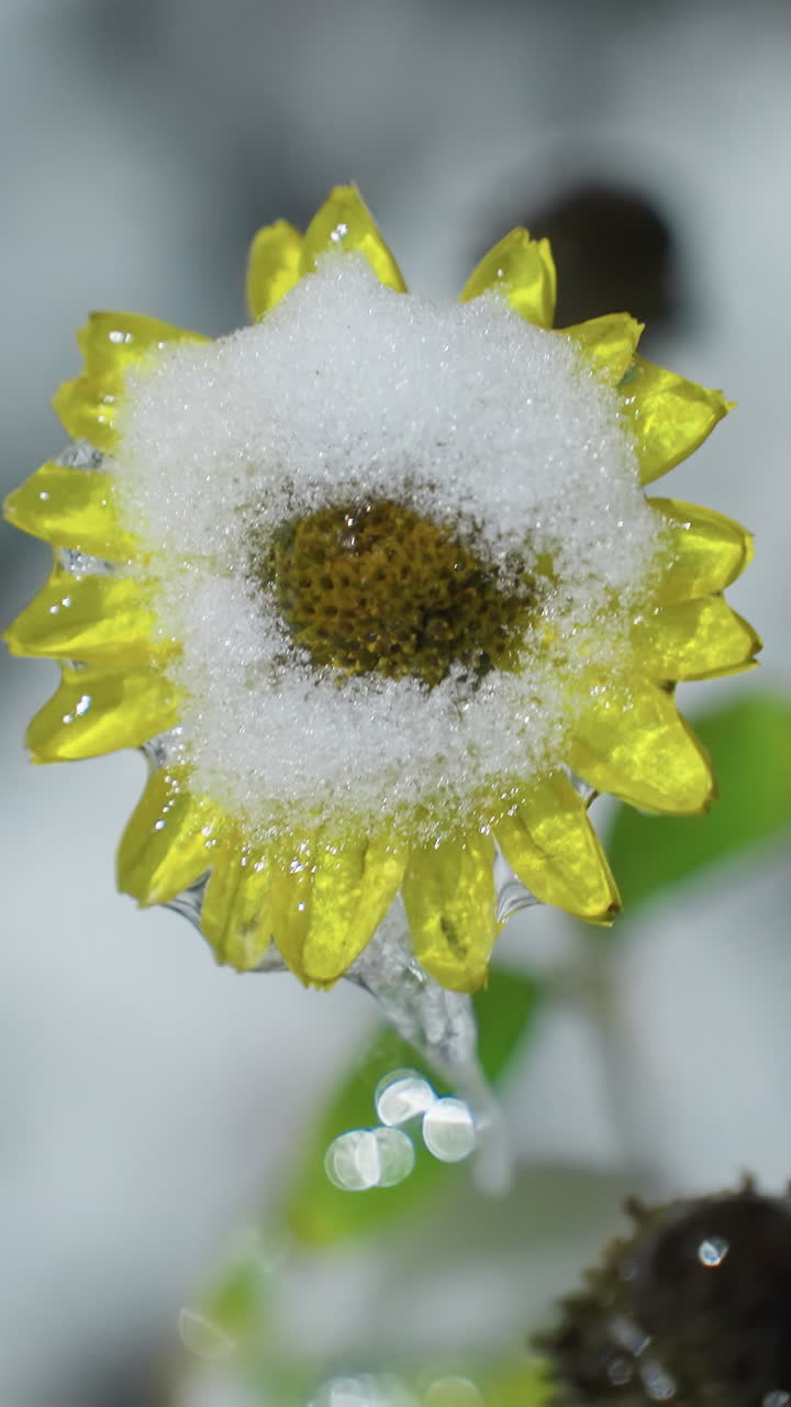 primer plano de girasol cubierto de nieve con una gruesa capa de nieve en sus pétalos, mostrando la naturaleza invernal con fondo borroso suave y ambiente invernal