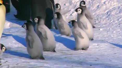 Gruppe-Von-Pinguinküken,-Die-Gemeinsam-In-Der-Schar-älterer-Pinguine-Spazieren-Gehen