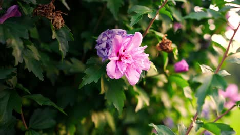 Blooming-pink-flowers-of-a-hibiscus-bush-swaying-in-the-wind-on-a-sunny-summer-day