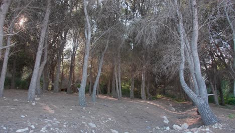 Hermoso-Bosque-De-Pinos-Durante-La-Temporada-De-Otoño-Con-Una-Hermosa-Luz-Del-Sol