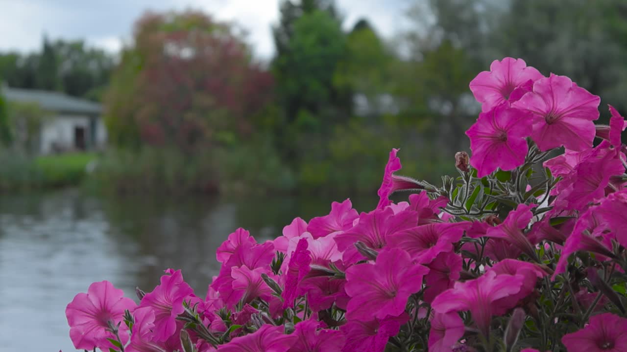 분홍색과 색의 페투니아 꽃과 꽃은 바람에 따라 느린 움직임으로 움직이며, 배경에는 하늘과 주변 나무와 식물이 반사되는 은 작은 강이 있습니다.