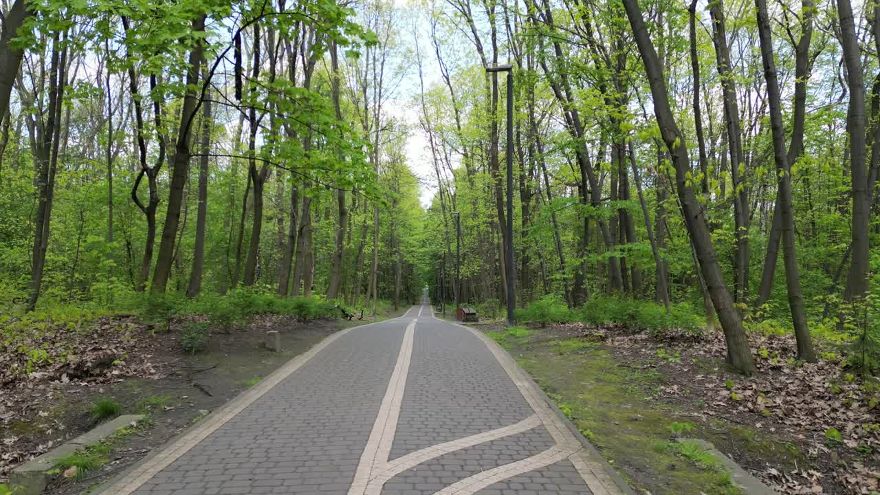 울창한 초록색, 풀, 잎, 나무가 있는 아름다운 여름날에 산책하는 숲길