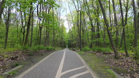 Walking-forest-track-during-a-beautiful-summer-day-with-lush-greenery,-grass,-leaves-and-trees