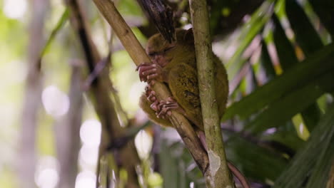 disparo en cámara lenta de un pequeño tarsier durmiendo pacíficamente en una rama de un árbol