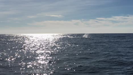 Marlin-Jumping-in-the-Middle-of-the-Sea-at-Noon-on-a-Beautiful-Sunny-Day