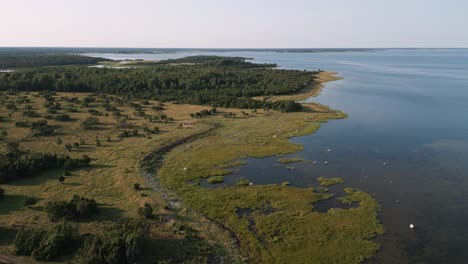 ascending aerial drone flight over lost natural green coastline of baltic sea with lot of animals and birds in the country side of estonia in europe - nature helicopter establishing shot bird view