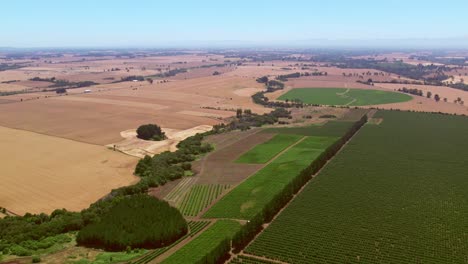 fotografía rotativa aérea de grandes viñedos en el valle de malleco con pistas en el medio