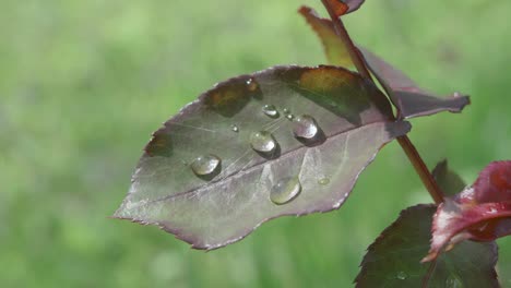 Empuje-La-Hoja-De-Rosa-Fresca,-Balanceándose-Con-Gotas-De-Rocío-Y-Telarañas-Sobre-Ella