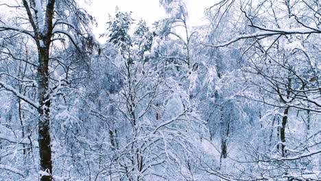 Snowy-branches-in-forest.-Winter-fairy-background