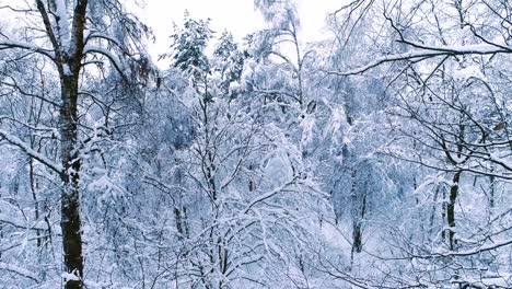 Verschneite-Äste-Im-Wald.-Wintermärchen-Hintergrund