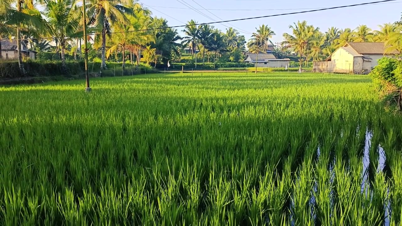 Risaia verde lussureggiante in un paesaggio tropicale.