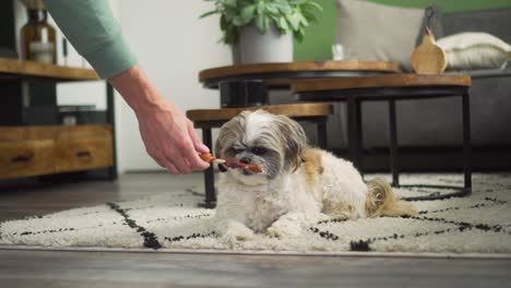 man hands chew toy to havanese dog sitting on rug, medium shot