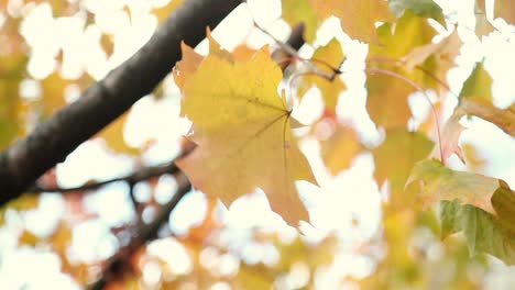 beautiful yellow fall autumn leaves blow peacefully in the wind