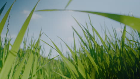 Wide-Low-angle-shot-of-British-grass-meadow-blowing-in-the-wind